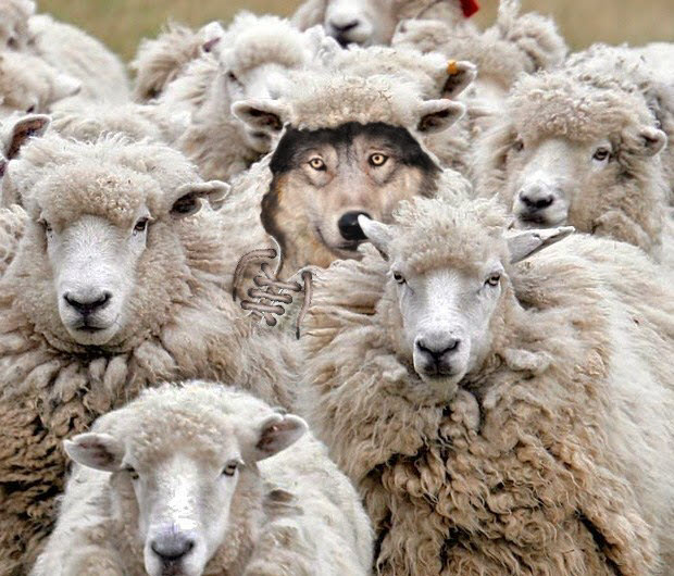 Wolf as sheep