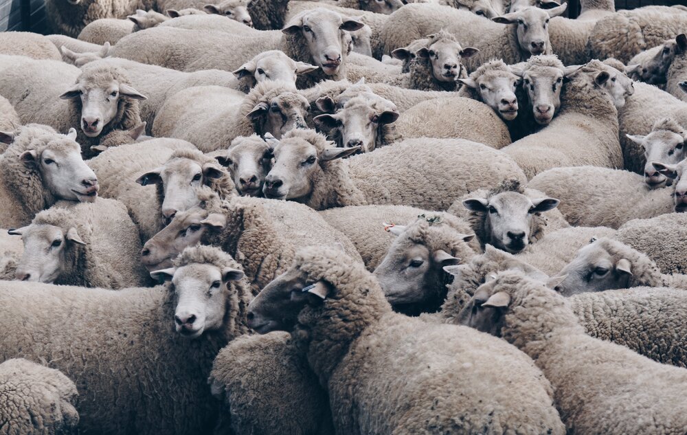 SheepSlaughter